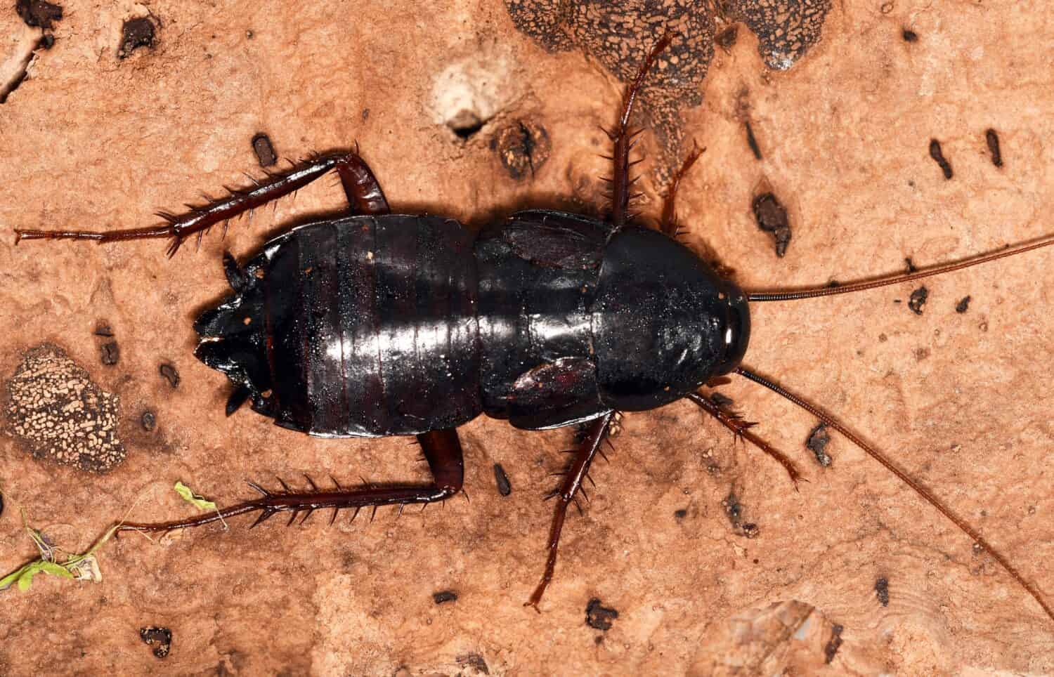 Femmina di Blatta orientalis (scarafaggio orientale, waterbug o coleottero nero), una specie cosmopotita di scarafaggio (Blattidae).