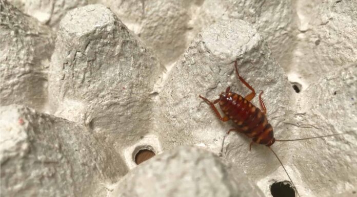 Quando è la stagione degli scarafaggi in Illinois?
