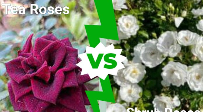 Rose Tea Vs Rose Ad Arbusto: 7 Differenze Chiave Da Conoscere
