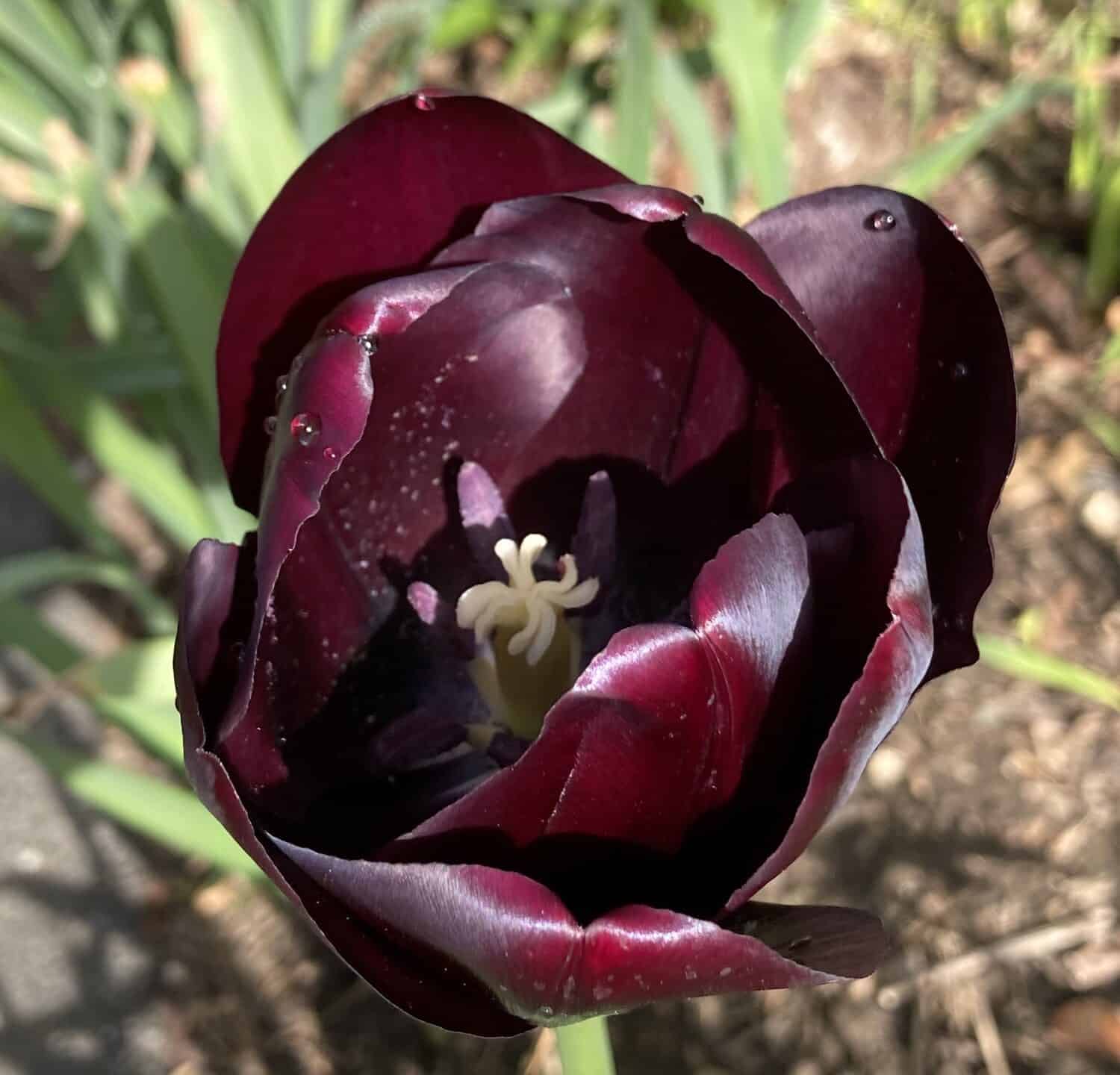 Tulipano nero di bellezza a Newport, Rhode Island