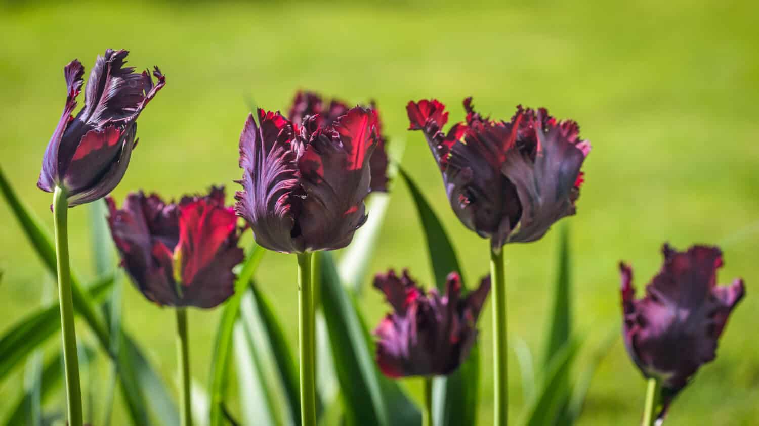 Chiuda in su del pappagallo nero del tulipano in giardino