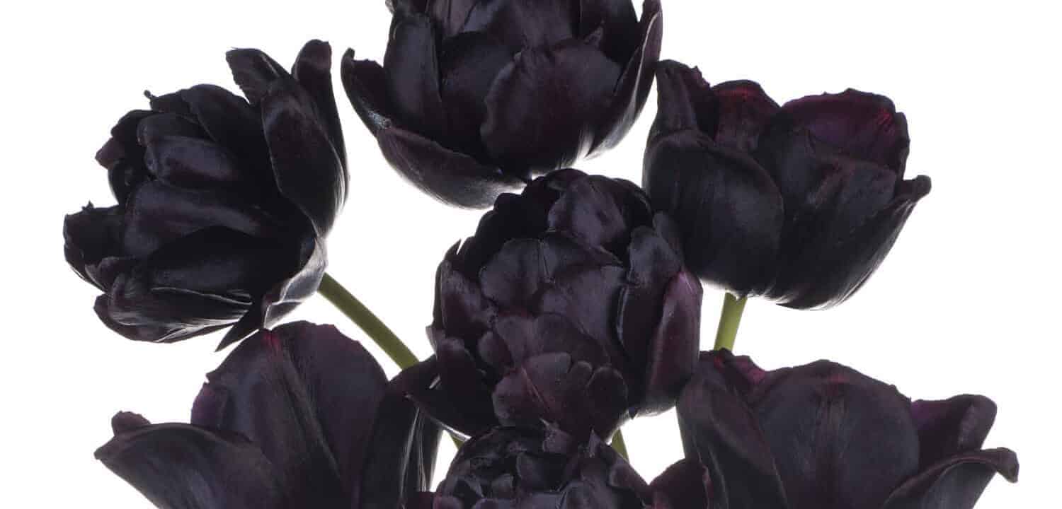Colpo dello studio dei fiori colorati neri del tulipano isolati su cenni storici bianchi.  Grande profondità di campo (DOF).  Macro.  Fiore nazionale dei Paesi Bassi, Turchia e Ungheria.