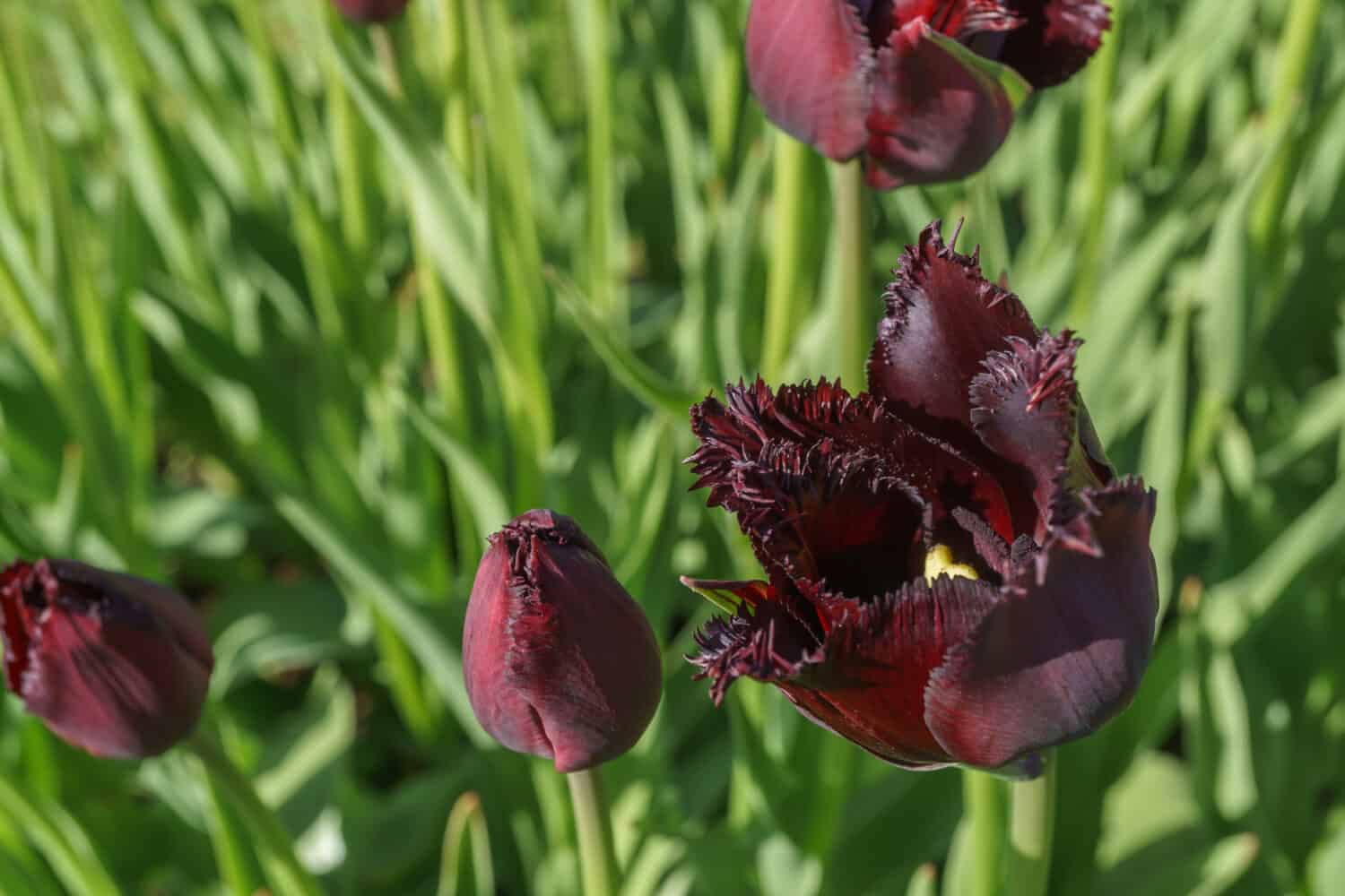 Tulipano bordeaux rosso scuro.  Varietà di fiori Wincent van Gogh.  Fotografato in un giardino fiorito con luce naturale.  Messa a fuoco selettiva.  Distanza ravvicinata                               