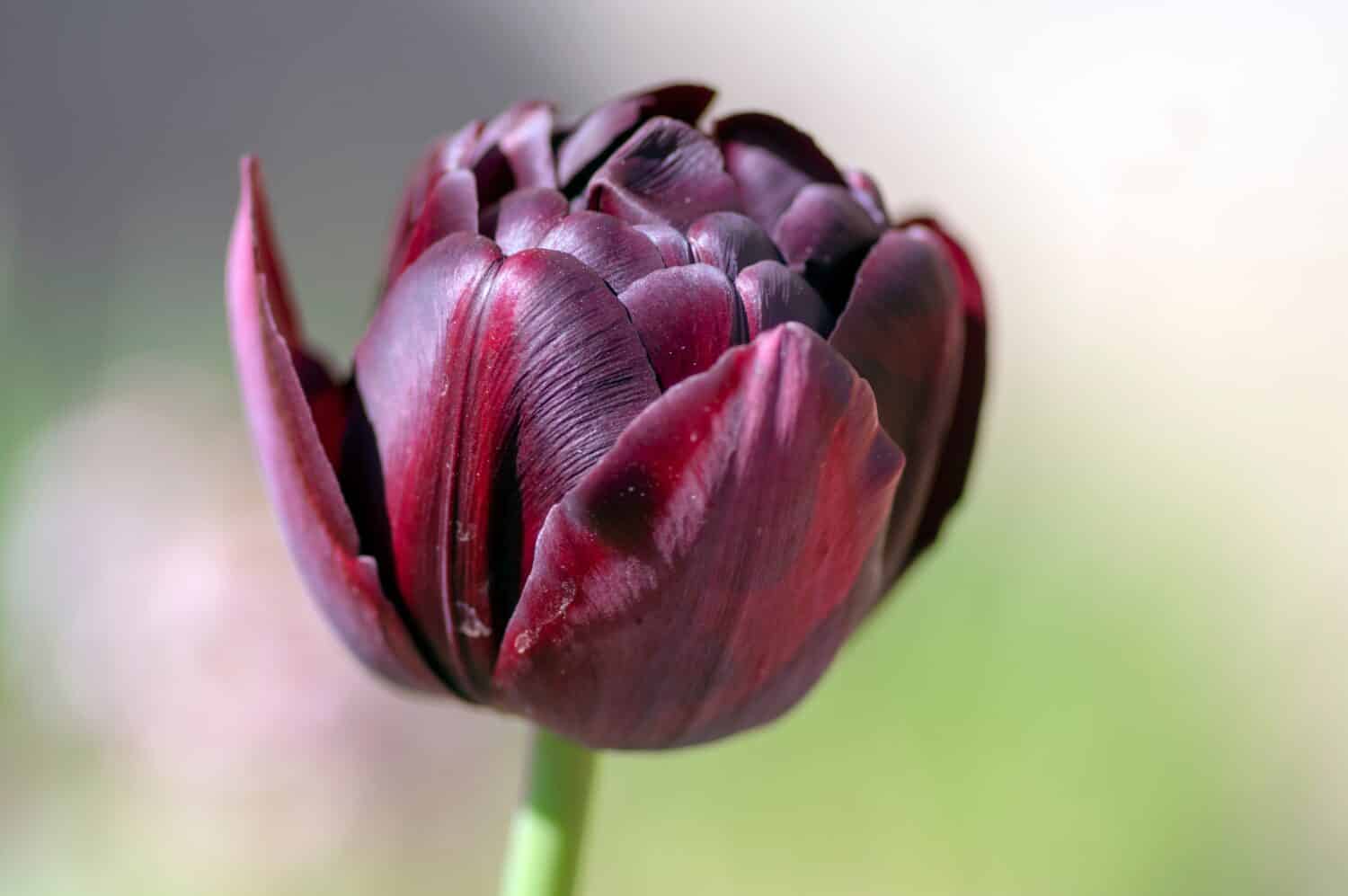 Tulipa hybrida diamante nero viola scuro pianta da fiore viola, fiori di petalo in fiore durante la primavera nel giardino primaverile