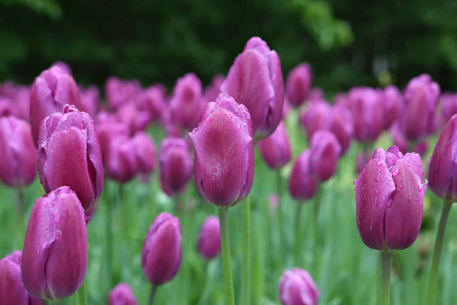 Molti tulipani viola nel parco.  Giardino primaverile, giardinaggio.  Foto a macroistruzione dei tulipani viola.  Fiore di primavera.  Fioritura dei tulipani.  Fioritura viola.  Tulipani freschi dell'Olanda viola.  Fiori lilla dopo la pioggia con gocce di pioggia