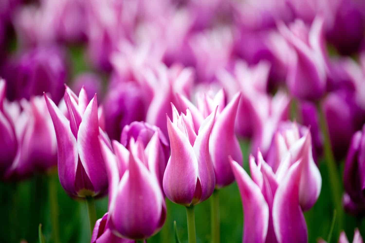 Fioritura dei tulipani Ballade