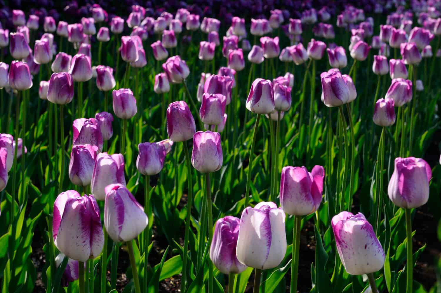 Letto di viola e bianco Shirley Tulips retroilluminato al sole del primo mattino