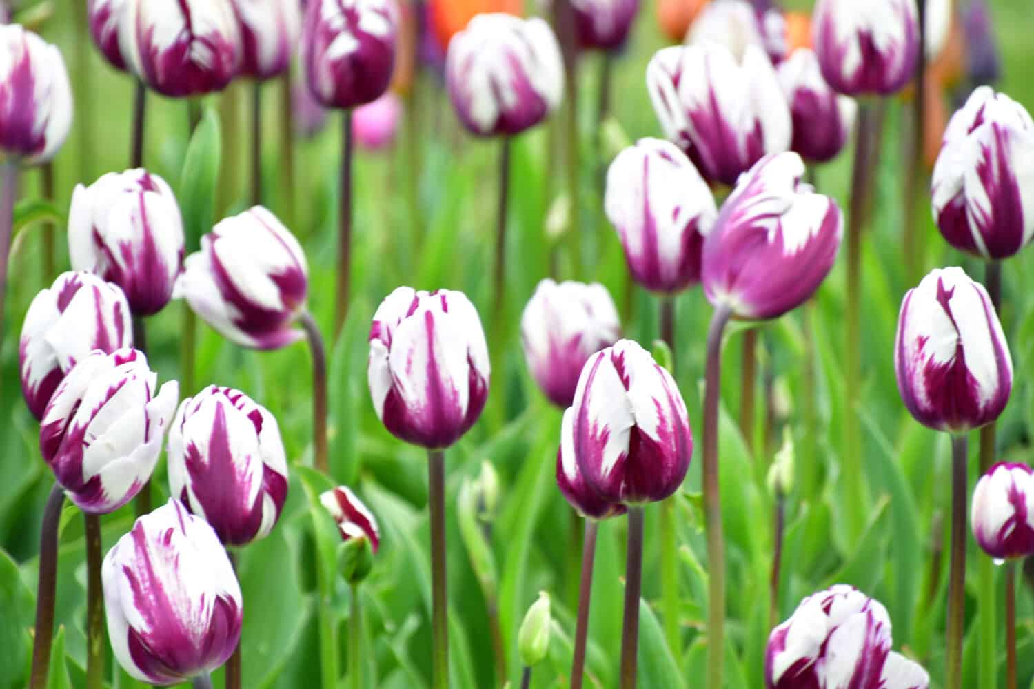 Zurel .Triumph Tulip.Splendido bianco con fiore di fiamma viola intenso.  Accattivante.