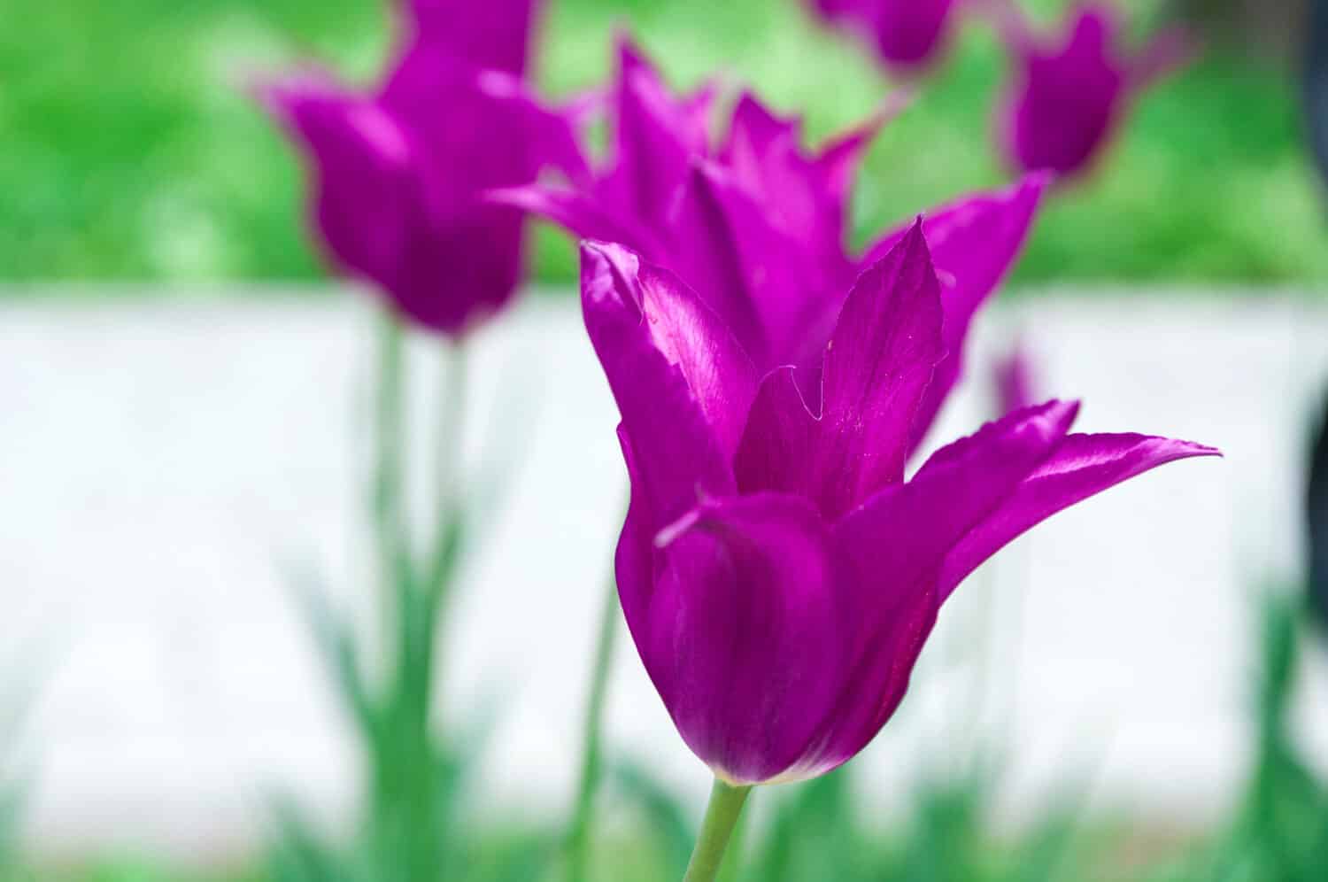 Ibridi di tulipani – Purple Dream con i petali appuntiti.  Tulipani viola in fiore su sfondo sfocato.  Bellissimi fiori come sfondo naturale floreale.