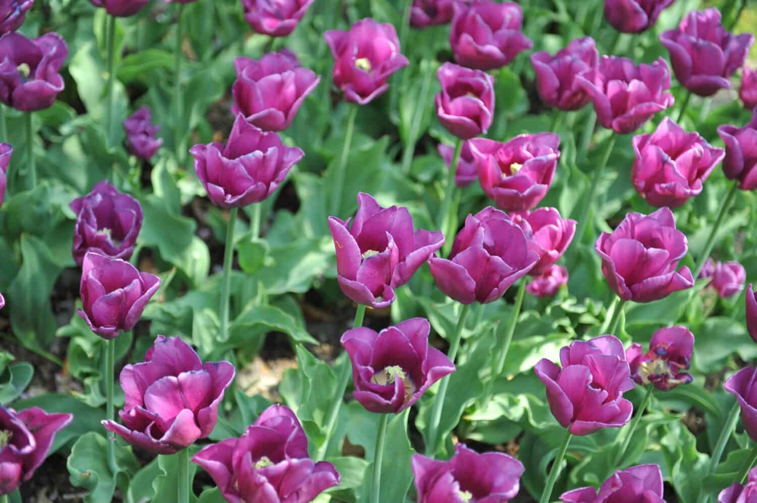 I tulipani Purple Triumph (Tulipa) Passionale fioriscono in un giardino in aprile