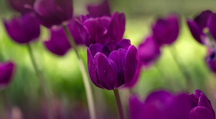 11 affascinanti tipi di tulipani viola per il tuo giardino
