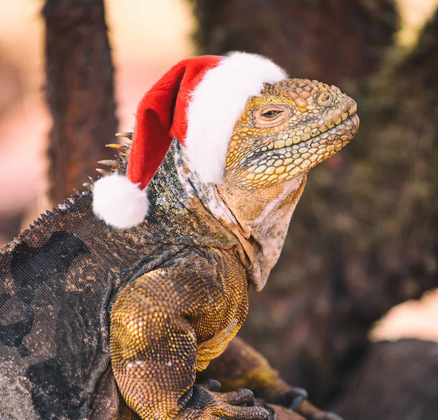 Galapagos Christmas Concept - Divertente immagine di Iguana che indossa un cappello da Babbo Natale, noto anche come finta iguana natalizia.  Da North Seymour Island Tour in nave da crociera delle Isole Galapagos.  Il cappello di Babbo Natale è photoshoppato su Iguana.