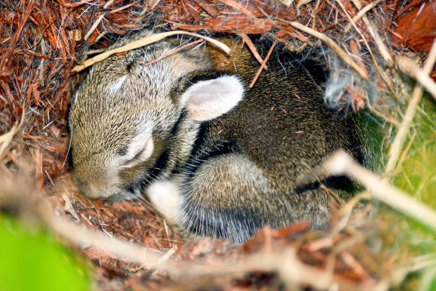 un bel primo piano di un neonato selvatico Eastern Cotton Tail Rabbit Bunny nel suo nido.