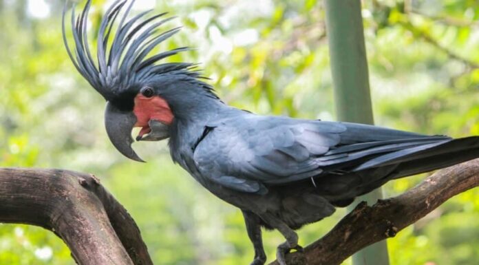 Cacatua delle palme nere degli uccelli più costosi