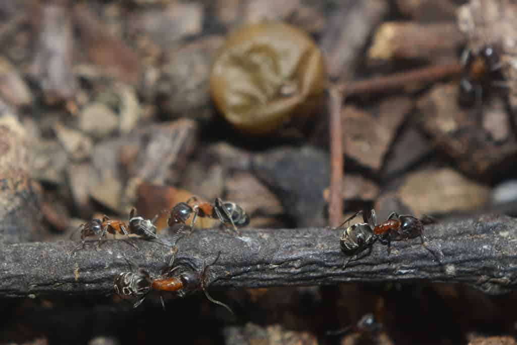 specie relitte molto rare di formiche chiamate Liometopum microcephalum conosciute anche come formiche arboree vellutate, che creano lunghi sentieri di foraggiamento, trovate nella Repubblica Ceca, Moravia meridionale, area di Lednice Valtice