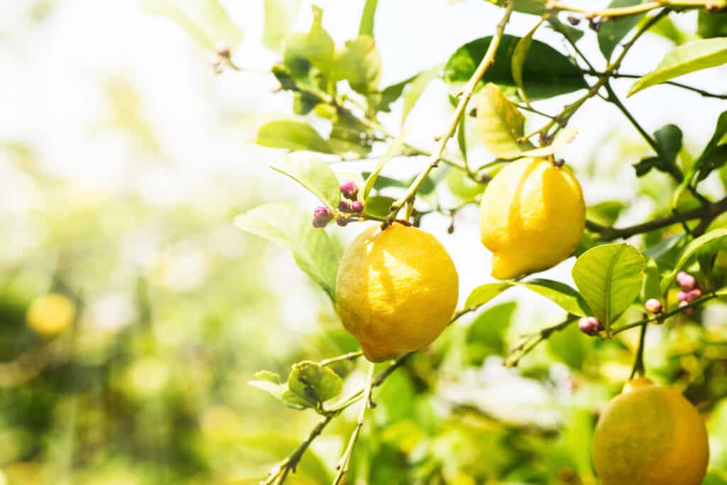 Due limoni gialli su un albero di limone con foglie verdi in un ambiente soleggiato e all'aperto.