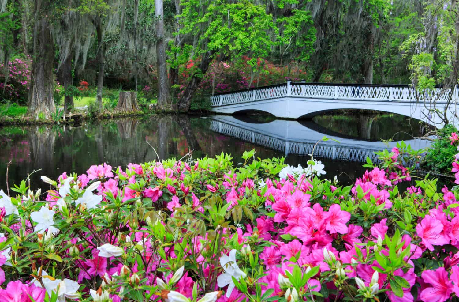 Azalee primaverili in fiore vicino al lungo ponte bianco alla Magnolia Plantation and Garden a Charleston, Sc.