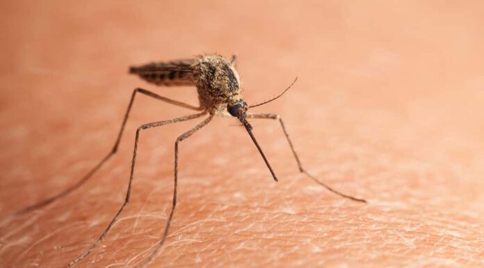 Ripresa macro della zanzara della casa settentrionale (Culex pipiens) seduta sulla pelle umana