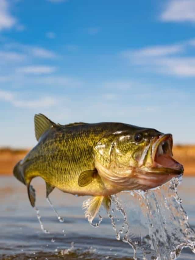 I 5 migliori pesci da catturare in Ohio quest'estate Immagine di copertina