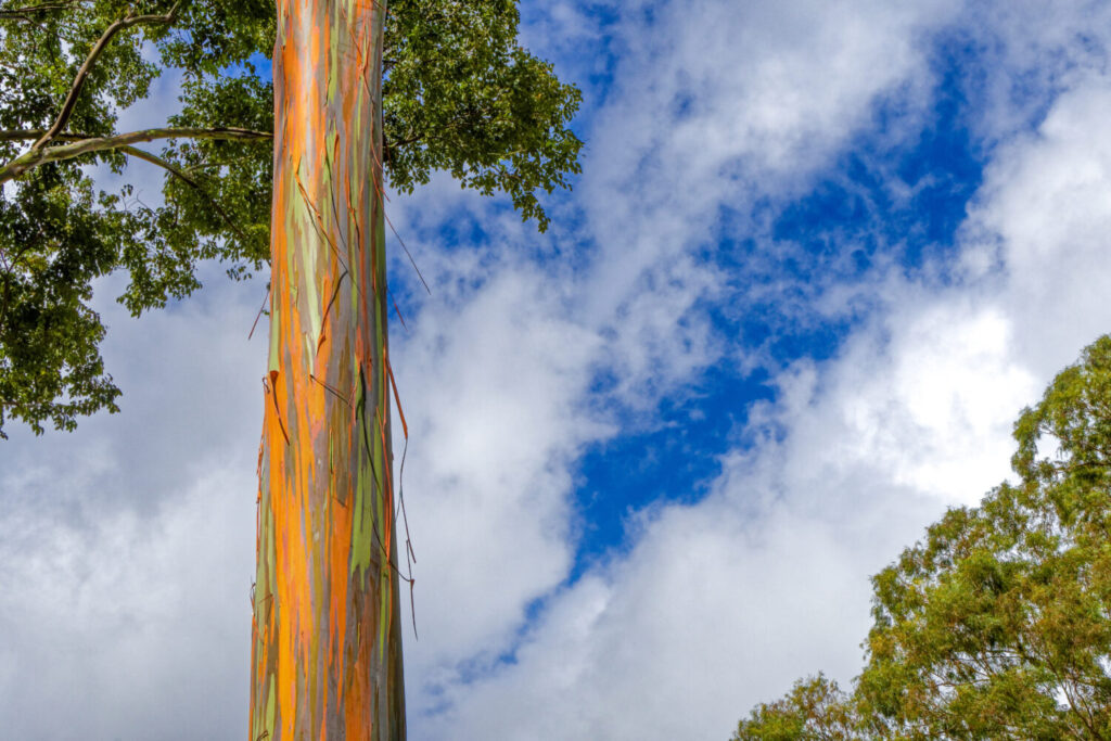 Albero di eucalipto arcobaleno delle Hawaii