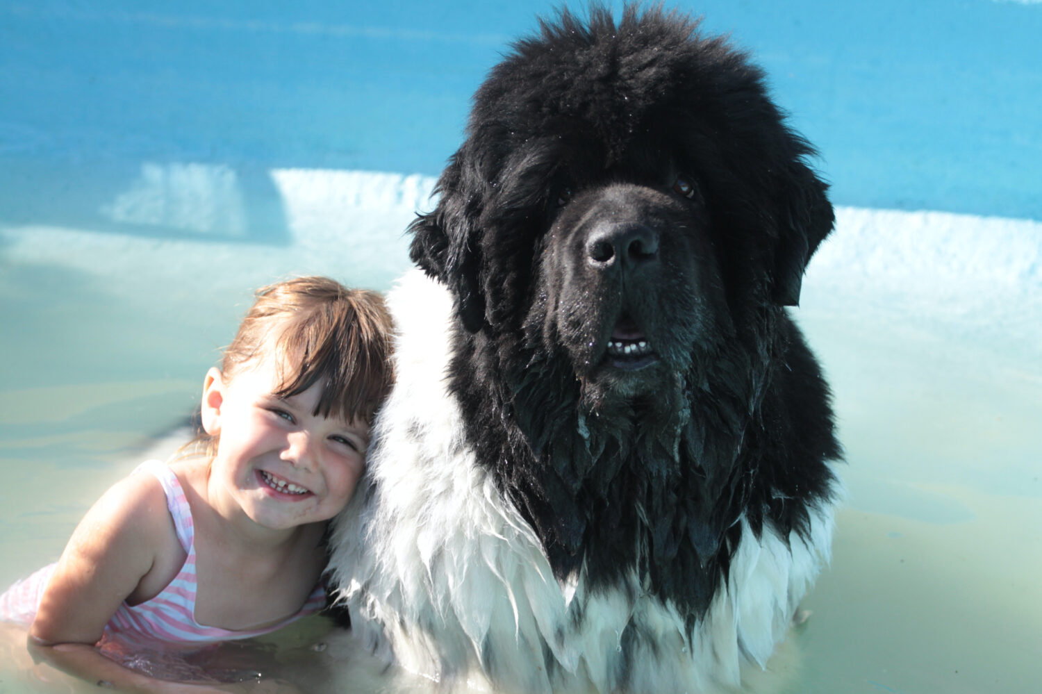 bambino in giovane età con il grande cane grande cane di terranova