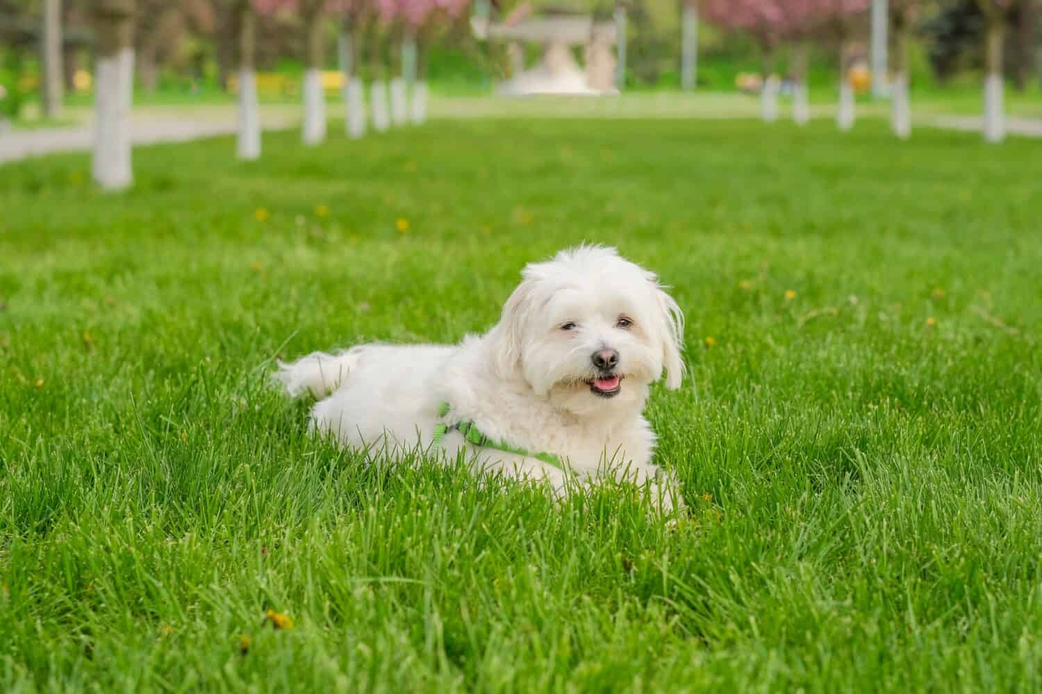Il cane maltese si trova sull'erba nel parco