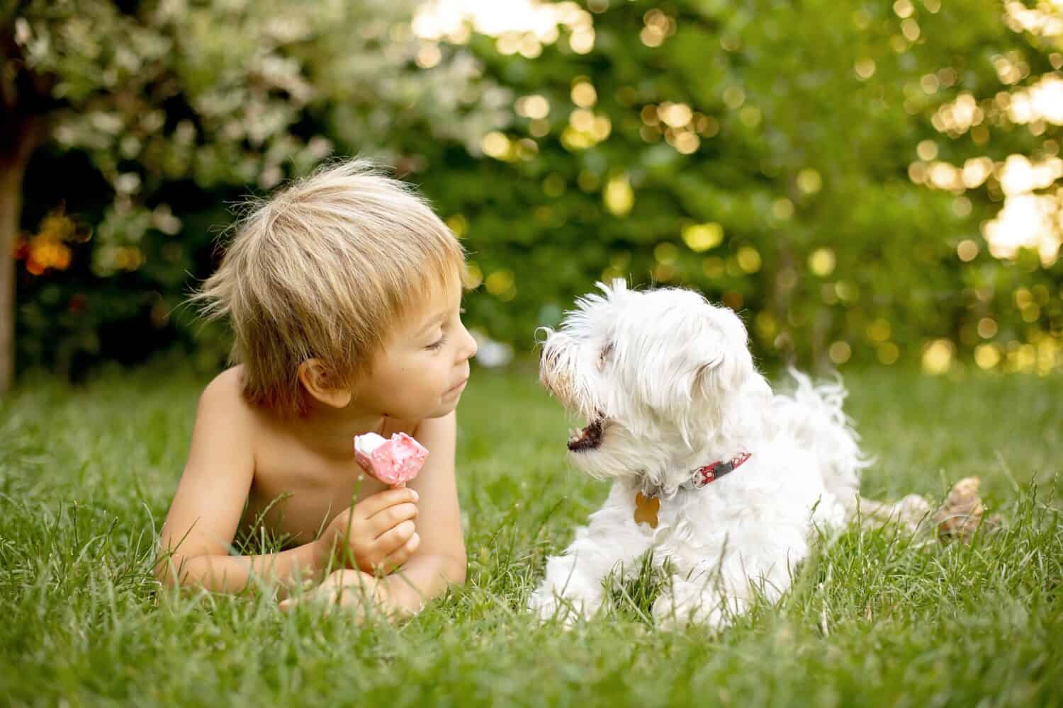 Bambino carino, ragazzo e il suo cane maltese, che mangiano gelato alla ciambella nel cortile del suo giardino di casa