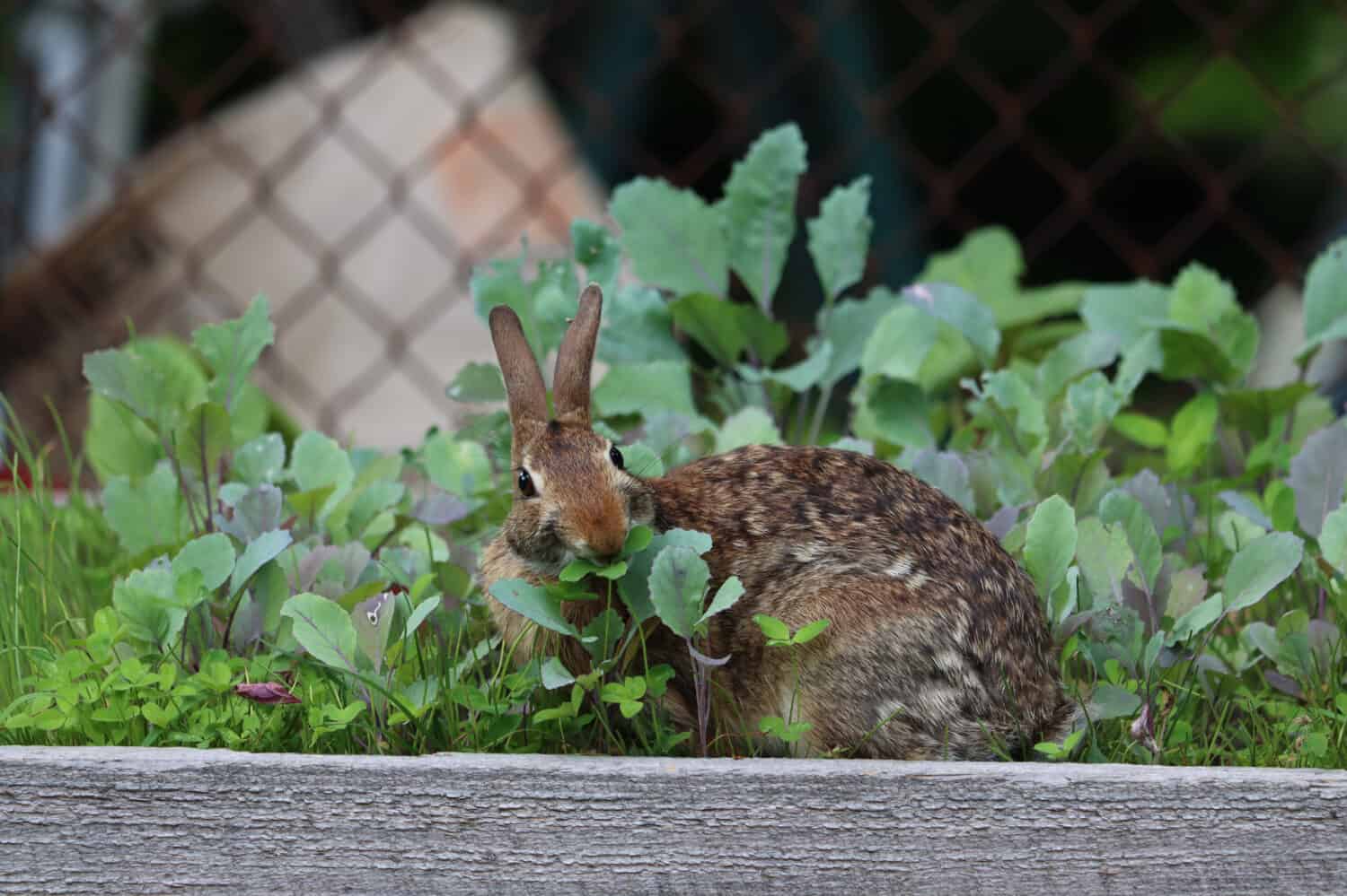 Un coniglio silvilago orientale snacking sulle foglie in un orto