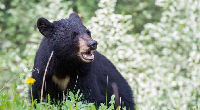 Black Bear - Animali pericolosi in West Virginia