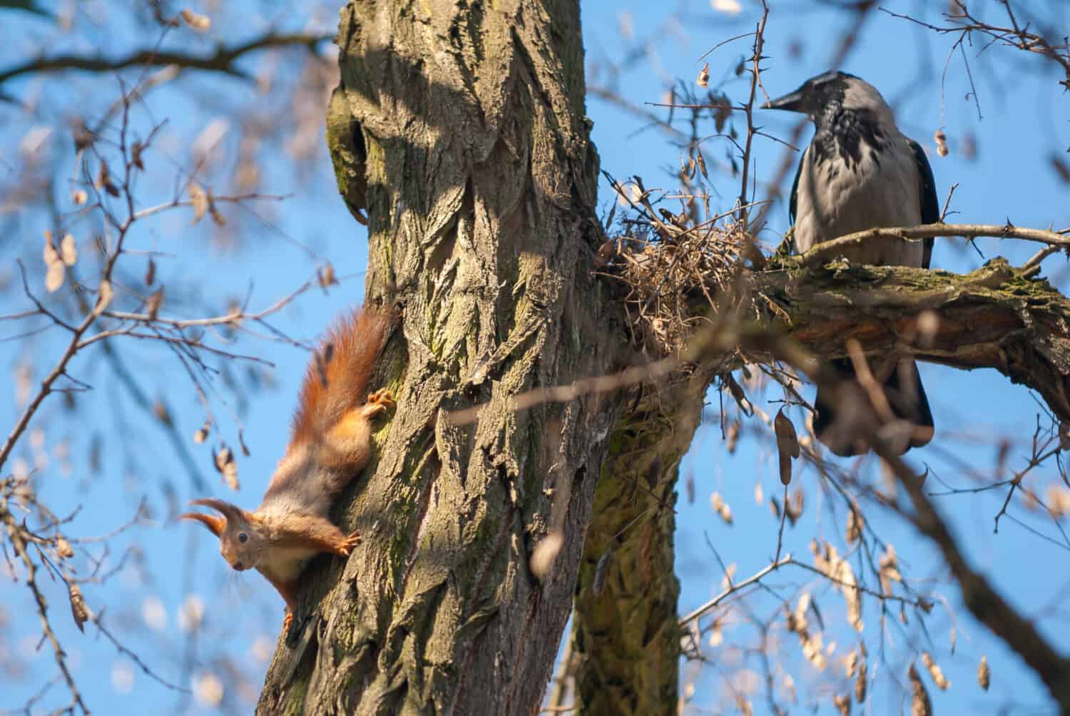 Uno scoiattolo e un corvo seduto su un albero, con un cielo azzurro sullo sfondo
