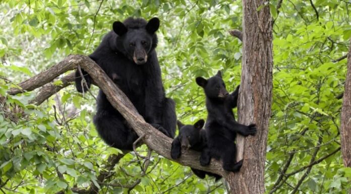 Orsi neri - orso con cuccioli