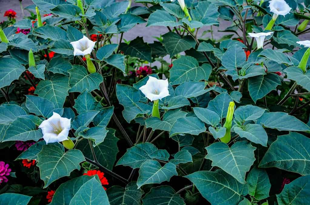 Fiore bianco a forma di tromba della pianta allucinogena Tromba del diavolo, chiamata anche Jimsonweed, nome latino Datura Stramonium.  Capsula di semi appuntiti sullo sfondo
