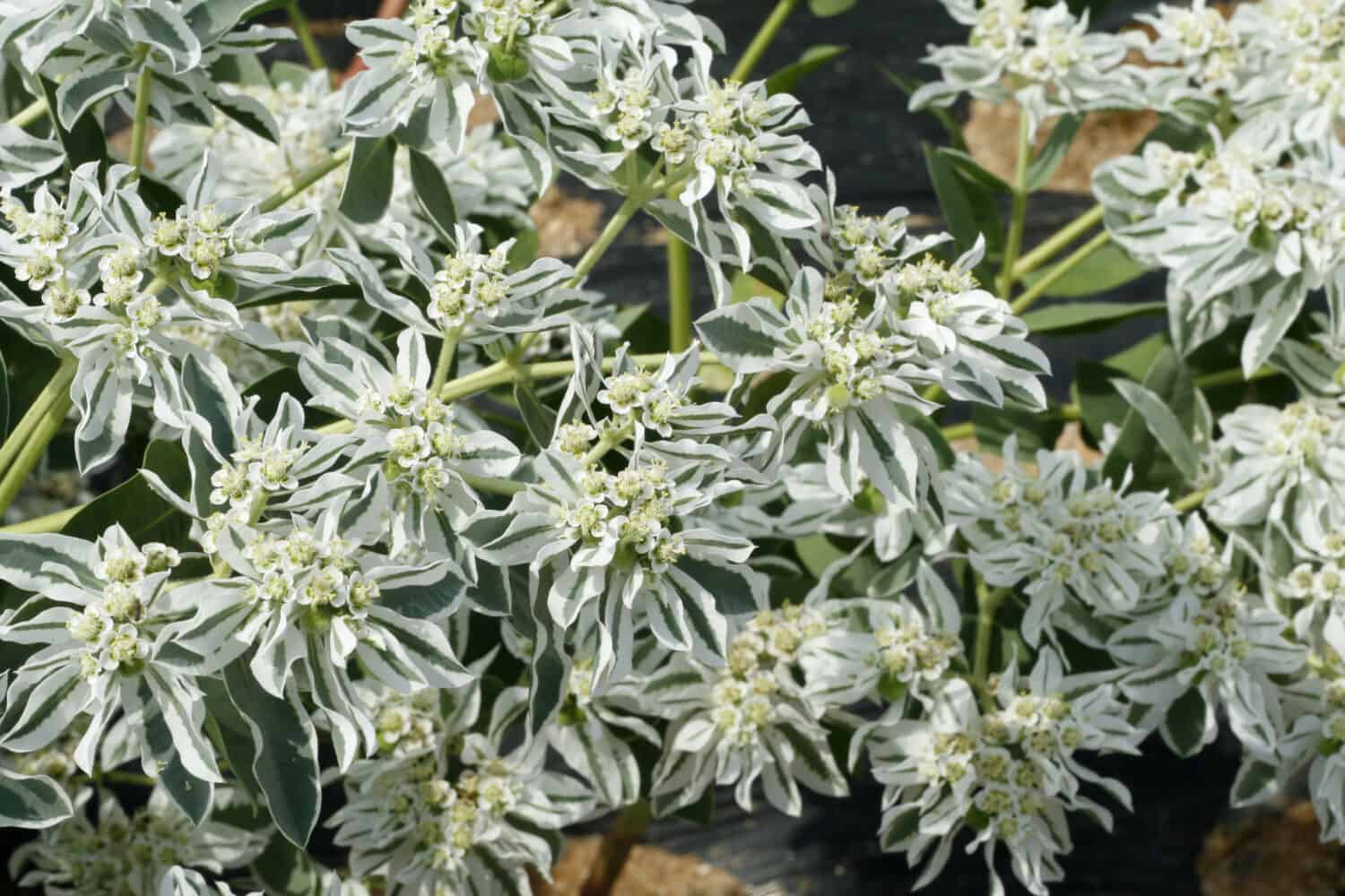 Soleggiata Euphorbia marginata