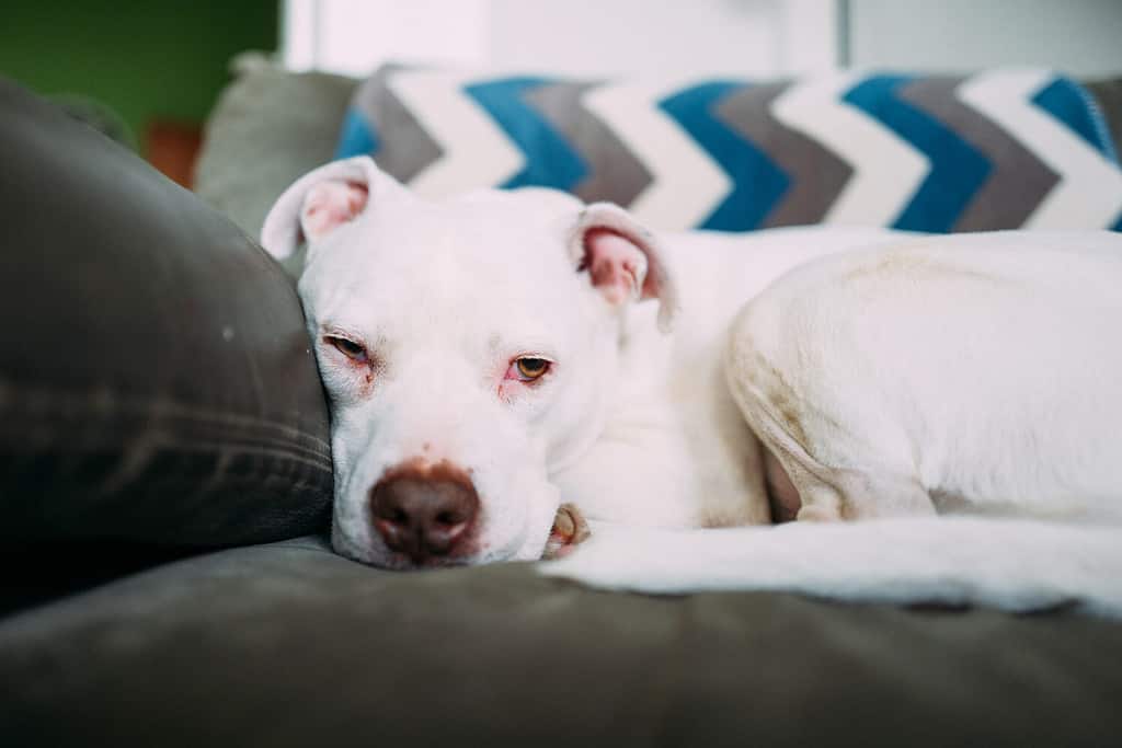 Cane bianco pit bull terrier sdraiato sul divano grigio in un soggiorno