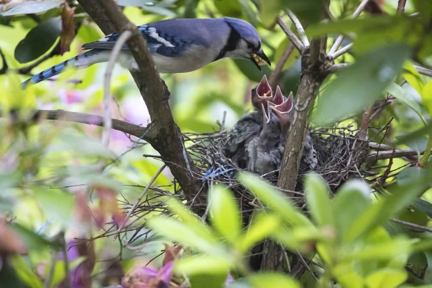 Una madre Blue Jay nutre i suoi bambini affamati 