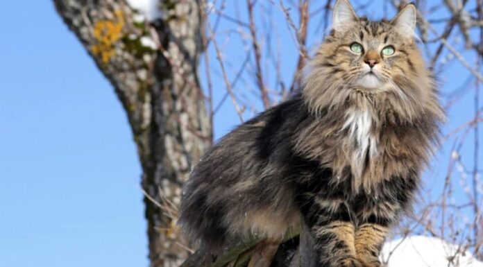 I gatti più forti - il gatto delle foreste norvegesi