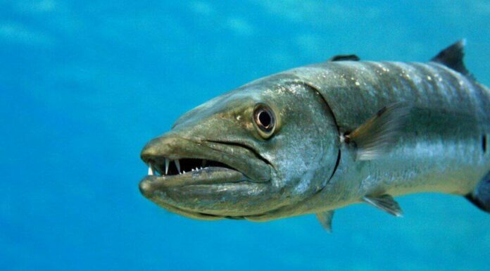 Animale aggressivo: Barracuda