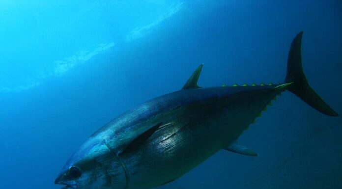 Il tonno Bluefish nuota nell'oceano con una rete da pesca sullo sfondo