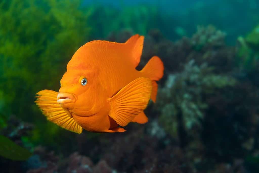 Un pesce garibaldi arancione brillante nuota attraverso il suo habitat naturale di alghe e mi controlla con curiosità.