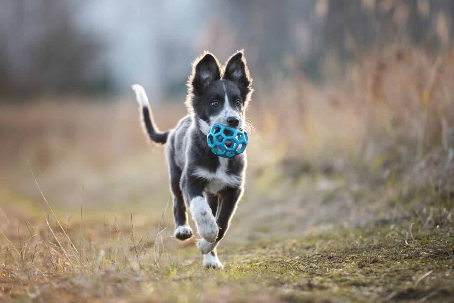 felice cucciolo di border collie che corre all'aperto con una palla giocattolo in bocca