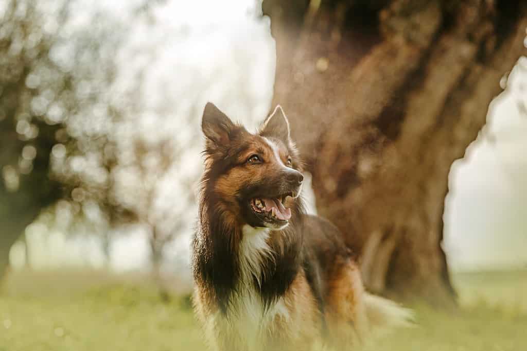 Ritratto autunnale di un cane sable border collie su un prato tra vecchi alberi all'aperto