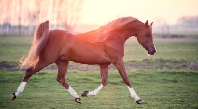 Cavallo arabo al trotto al tramonto