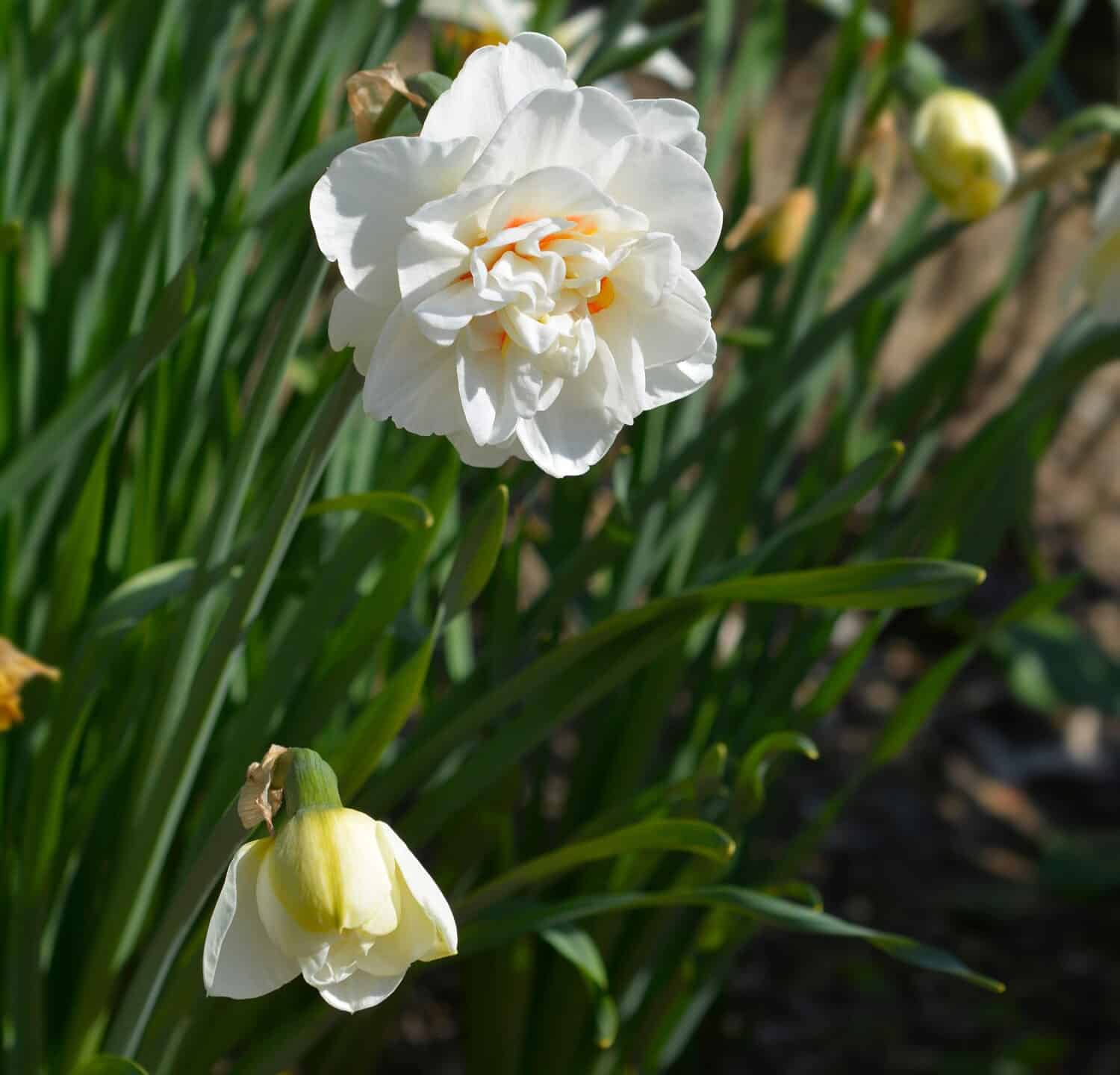 Double Daffodil Flower Drift fiori bianchi e arancioni - nome latino - Narcissus Flower Drift
