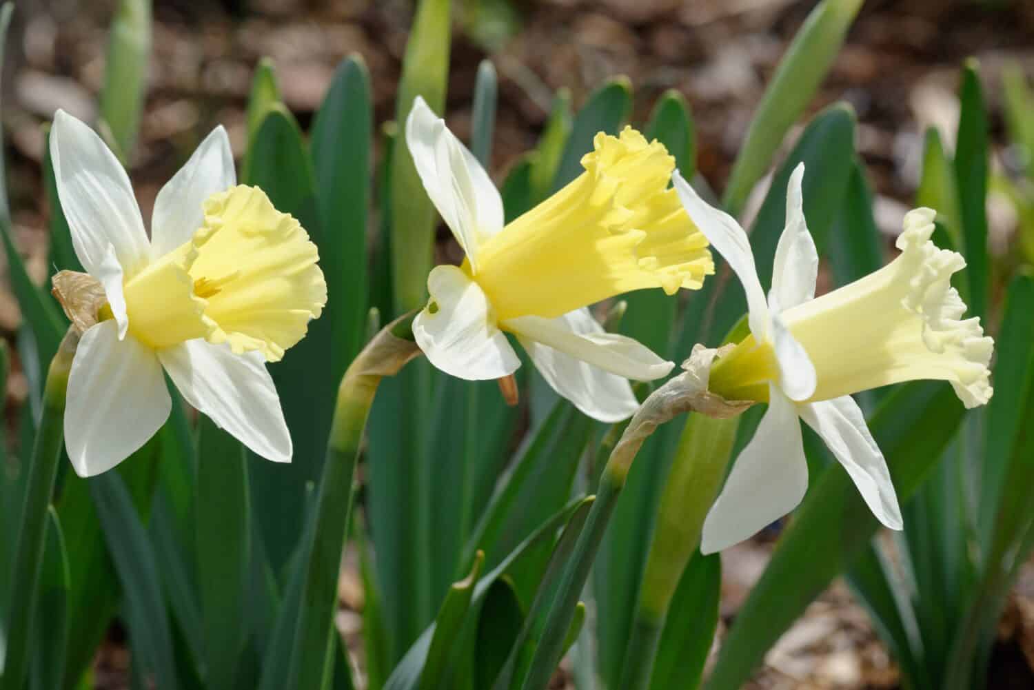 Narcissus 'Broughshane' è un narciso della Divisione 1 (Trumpet daffodil) con corona bianca e tromba gialla