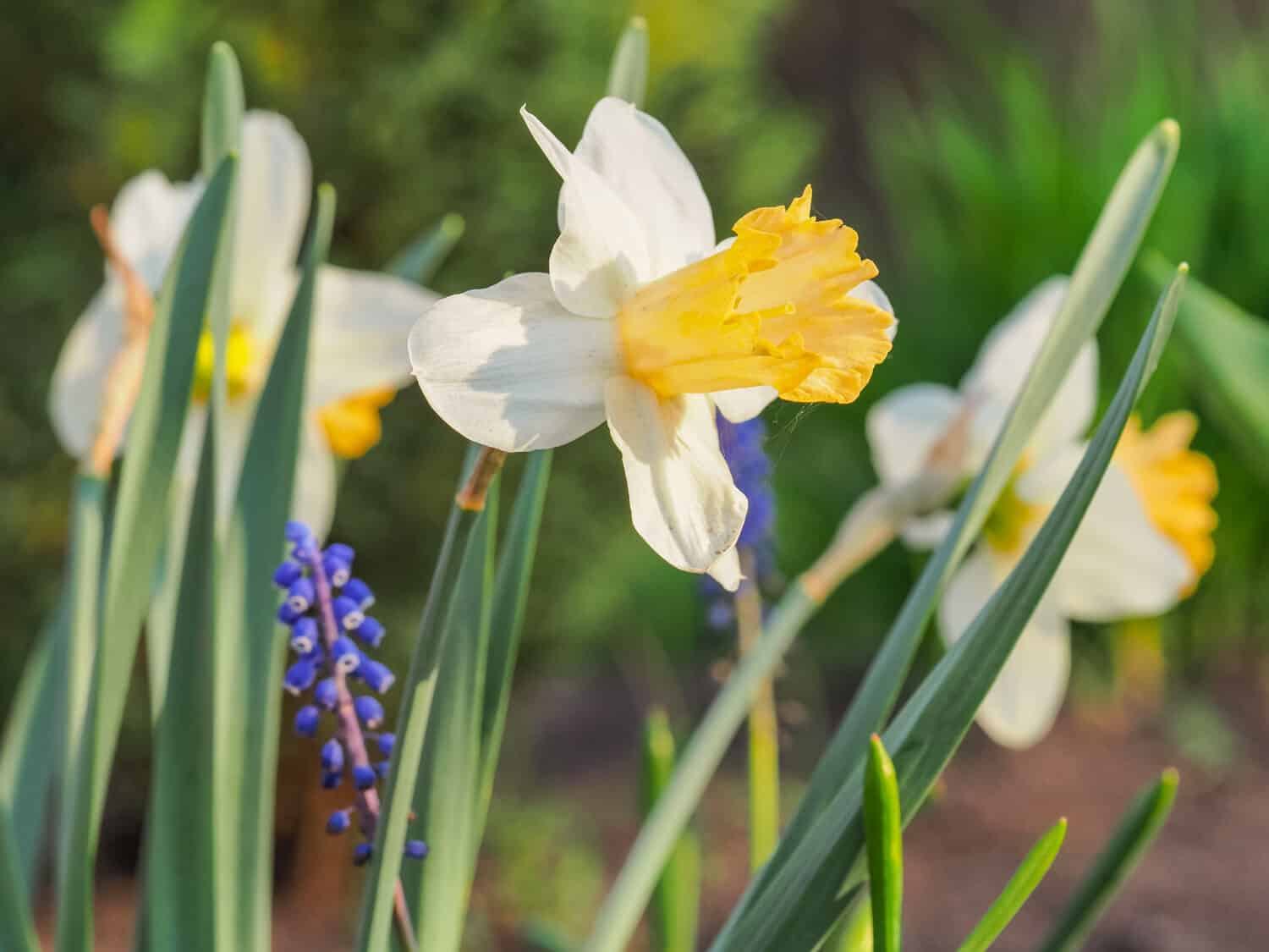 Daffodil Giltol o John Evelyn Narcissus, fiore bianco cremoso con corona albicocca-arancio, primo piano.  Il fiore fresco di Daffadowndilly o Jonquil è una pianta erbacea e fiorita della famiglia delle Amaryllidaceae.
