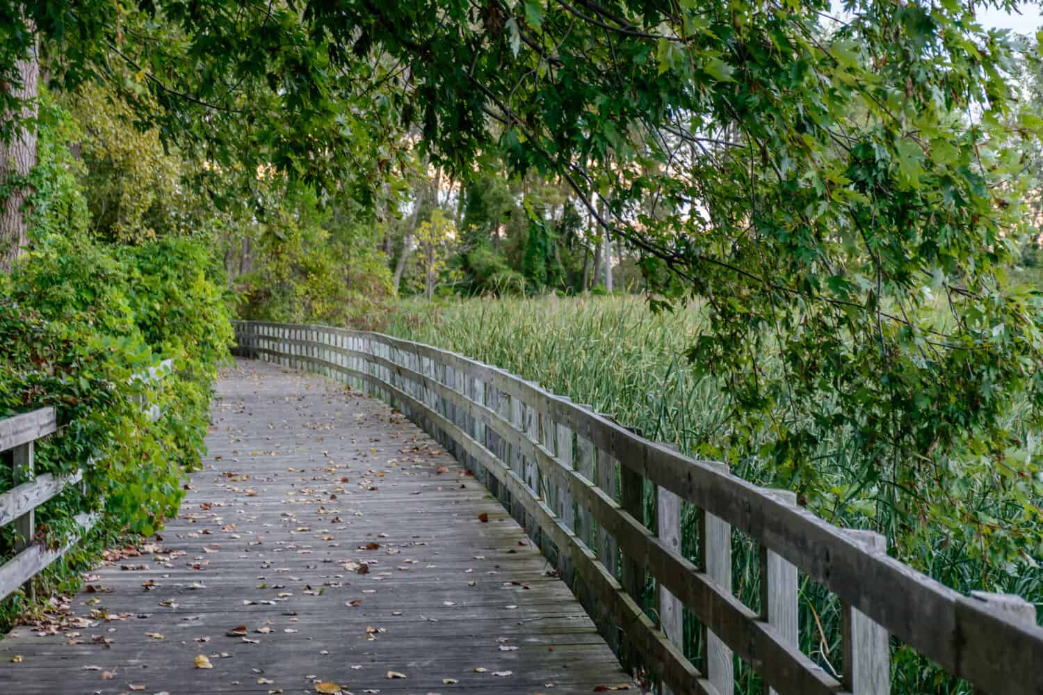 Una bella passeggiata attraverso i boschi al Lake Erie metropark nel Michigan.