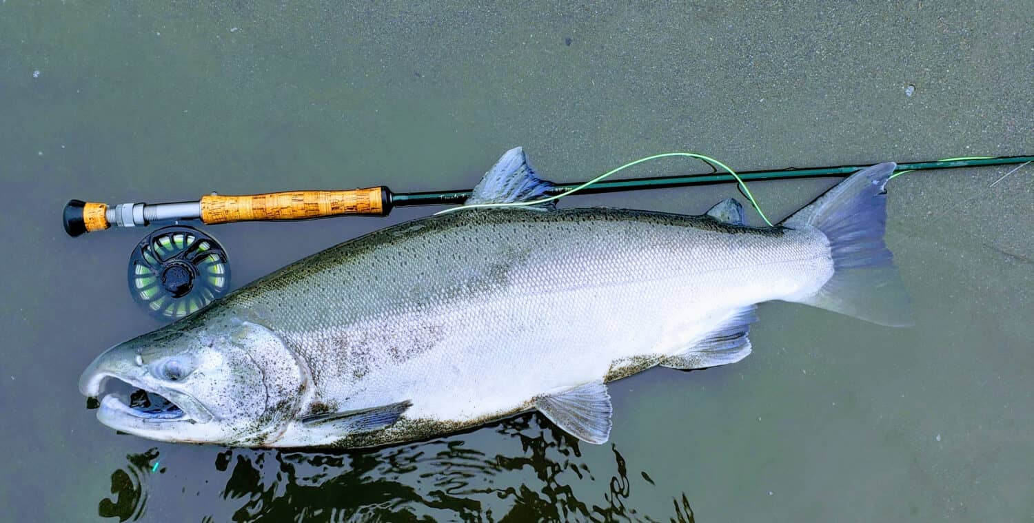 Salmone Coho catturato con una canna da mosca a Juneau, in Alaska