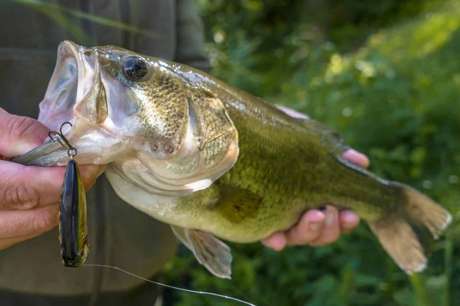 Esca per la pesca della spigola.  Branzino pescato nelle mani del pescatore.  Persico trota