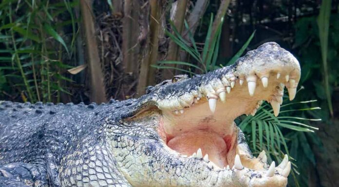 Coccodrillo d'acqua salata (Crocodylus porosus)