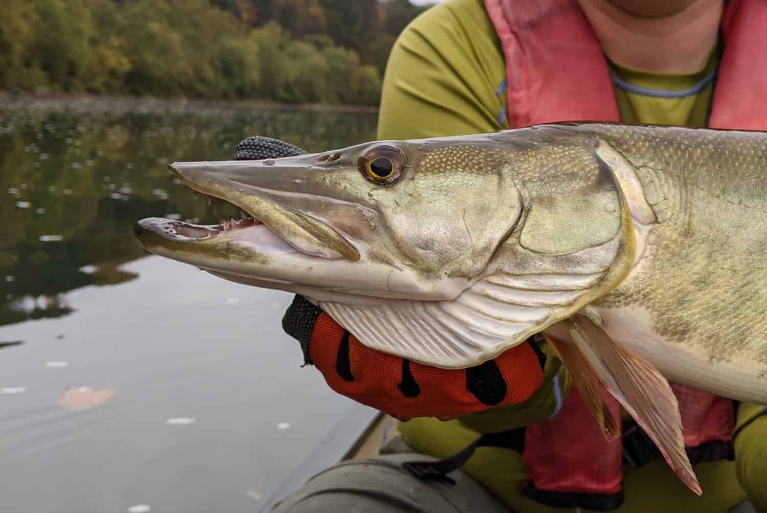 Una vista di profilo in primo piano di una testa di pesce muskie mentre è tenuta orizzontalmente da una mano guantata contro l'acqua calma in una giornata nuvolosa